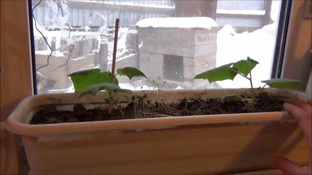 Огурцы зимой на подоконнике//Лампа для растений