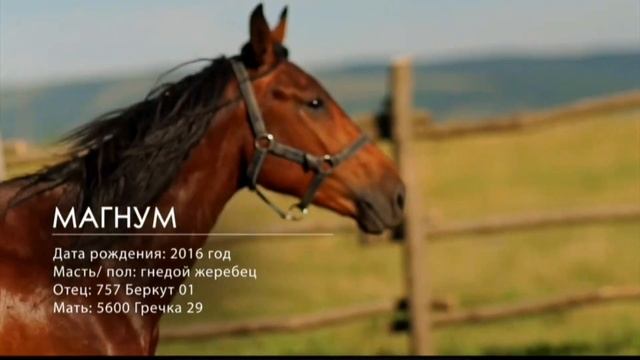 Кабардинские лошади. В конце репортаж "Аль-Джазиры" и "RT" о данной лошади для арабоязычных зрителе