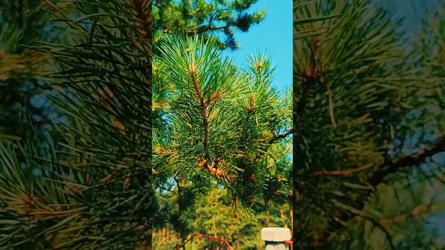 Природная красота.