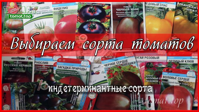 Выбираем высокорослые сорта томатов. Обзор сортов томатов. Индетерминантные сорта томатов