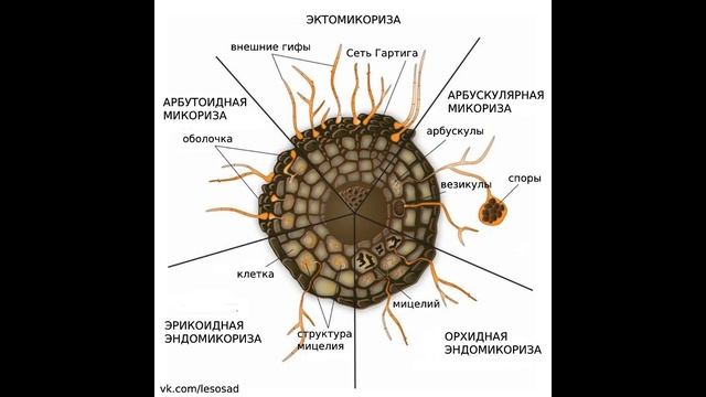 МИКОРИЗА