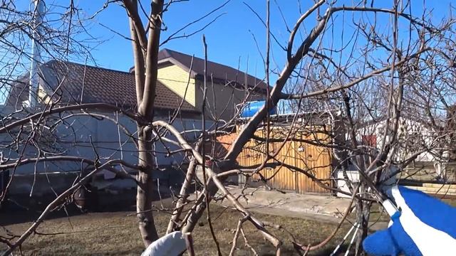 КАК правильно ОБРЕЗАТЬ ВОЛЧКИ на ЯБЛОНЕ.