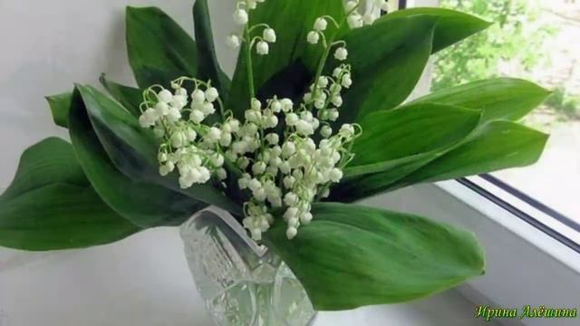 Ландыши, ландыши