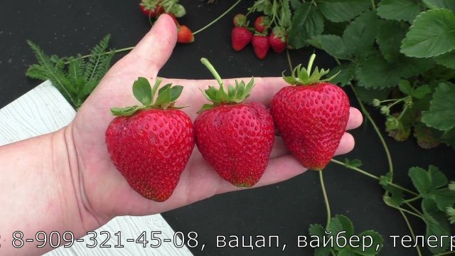 КОРИ ранний сорт клубники