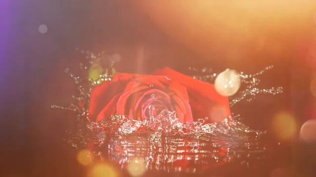 Розы алые,розы красные, розы белые ?❤?