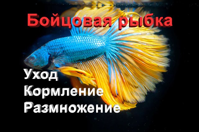 Бойцовая рыбка - "Петушок" (Betta Splendens) Уход, содержание и размножение