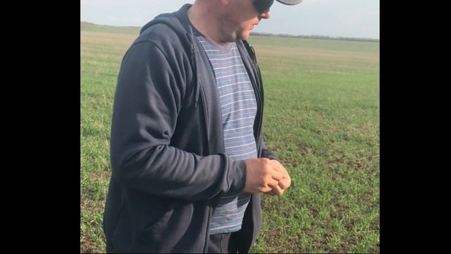 Выращивание озимого ячменя. Уменьшение нормы высева. 30мая2019г.