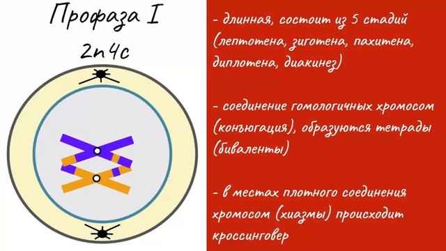 Мейоз - деление клетки | самое простое объяснение