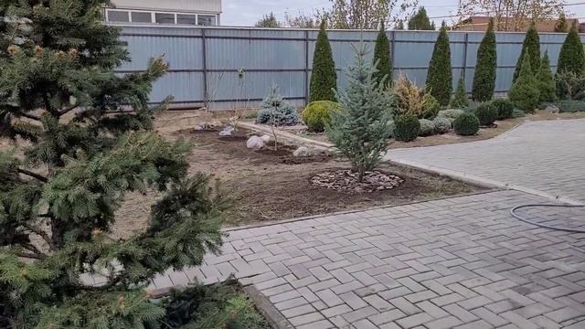 Ландшафтный дизайн сада. Посадка ели.