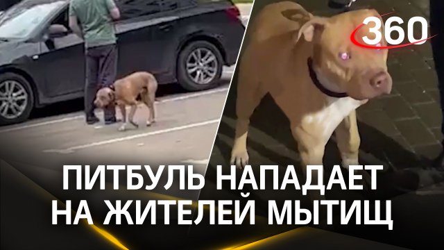 Питбуль нападает на жителей Мытищ, а пьяный хозяин пытается откупиться