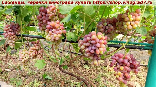 Парад сортов на 27.07.24 года - виноград РУБИНОВАЯ КАПЛЯ окрашивание, созревание, характеристики.