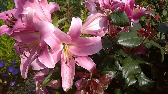 Мои ПРЕКРАСНЫЕ ЛИЛИИ. ЦВЕТЕНИЕ 2022 в ПОДМОСКОВЬЕ?