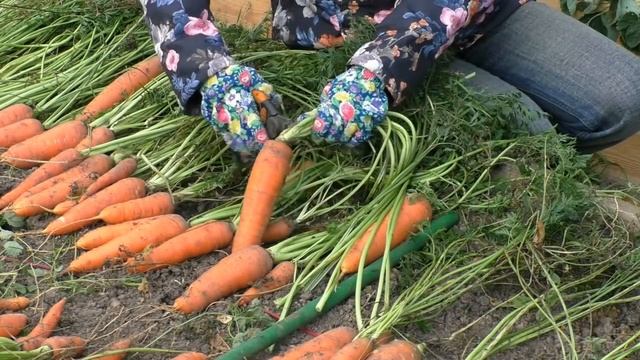 Морковь: как правильно убирать и хранить