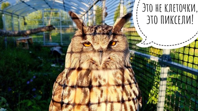 Кошка Морошка всё растёт и помогает делать сове красивое. А сову в клеточку видели?