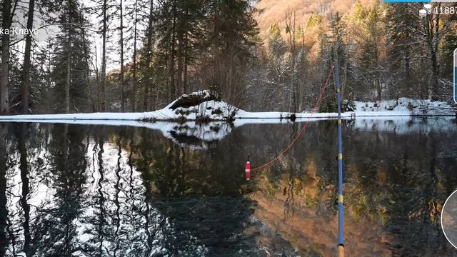 Как и где ловить#Амия#my fishing world