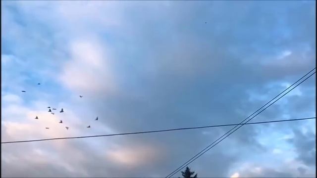 Бойные голуби в Казахстане 2 / Тасманы / Сиреневые / Агараны (Богданов Женя  . Казахстан )