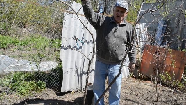 ЗИЗИФУС. УНАБИ. Ускорение вегетации. Посадка и выращивание