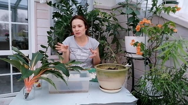 РАЗМНОЖЕНИЕ ХЛОРОФИТУМА КРЫЛАТОГО ОРАНЖ