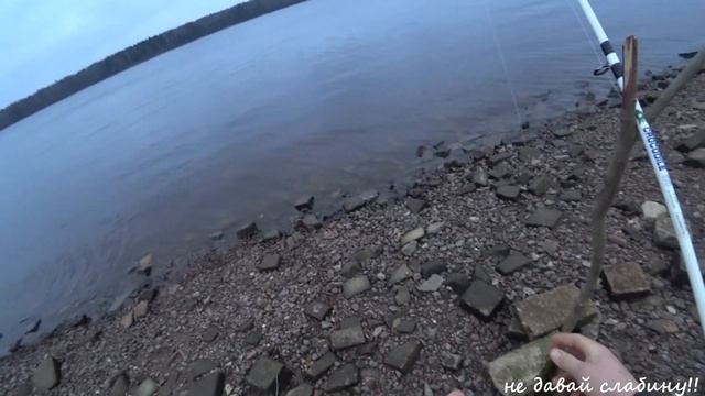 река НЕВА, НАЛИМ рыбалка, разведка новых мест.