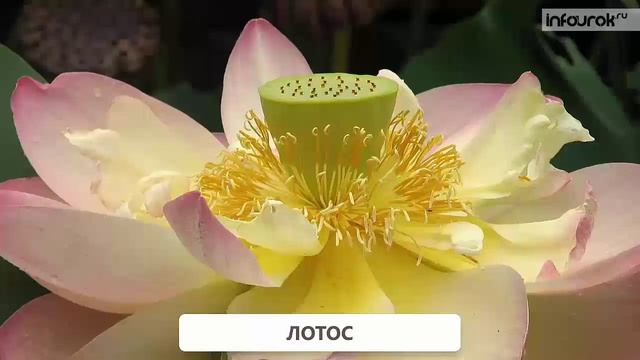 Красная книга