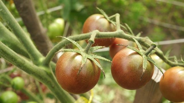 Один из самых удачных сортов томата черри этого сезона! Томат Блэк Черри