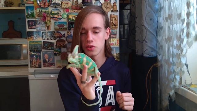 Почему хамелеон меняет цвет?