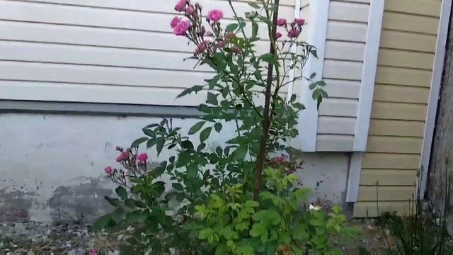 Роза МАРТИН ФРОБИШЕР ? канадское разочарование?