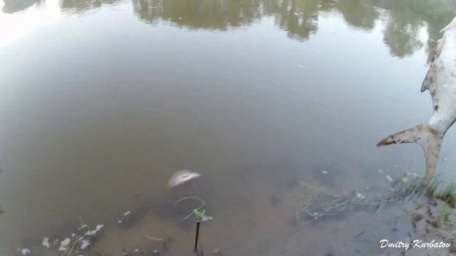 КРУПНЫЙ ЛЕЩ НА ДОНКУ! Рыбалка в городе!