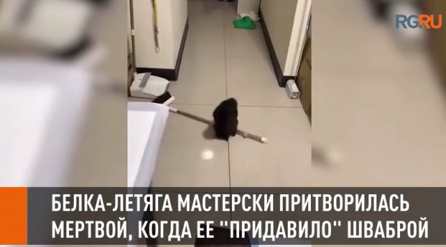 Белка-летяга притворилась мертвой, когда ее "придавило" шваброй