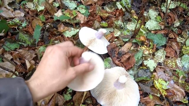 КАК ВЫРАСТИТЬ ГРИБЫ В САДУ / РЯДОВКА ЛИЛОВОНОГАЯ (СИНЕНОЖКА)