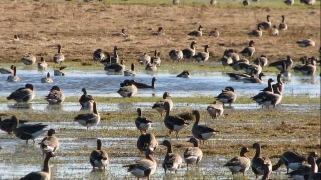? ПРАВИЛЬНЫЕ ПАТРОНЫ НА ГУСЯ.