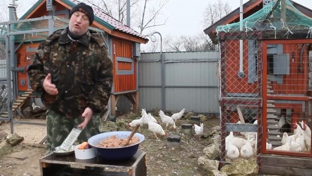 Осторожно, репчатый лук для кур несушек.