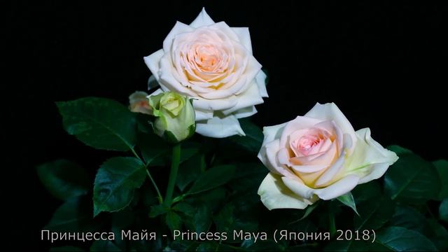 Как распускается роза Принцесса Майя - Princess Maya (Япония 2018)
