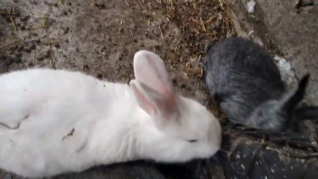 СОДЕРЖАНИЕ КРОЛИКОВ ЗИМОЙ. КОРМЛЕНИЕ КРОЛИКОВ ЗИМОЙ. ДАЕМ ВИТАМИНЫ. КОРМИМ КРОЛИКОВ МОРКОВКОЙ.