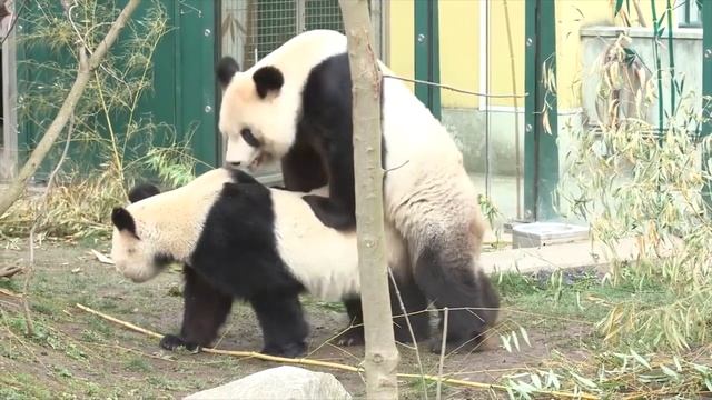Panda Animals Mating#Панда Спаривание животных