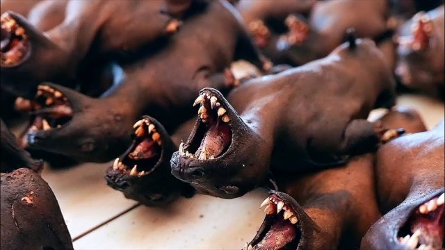 МЯСО ФРУКТОВОЙ ЛЕТУЧЕЙ МЫШИ, приготовленное двумя способами Манадо. Индонезийская еда.