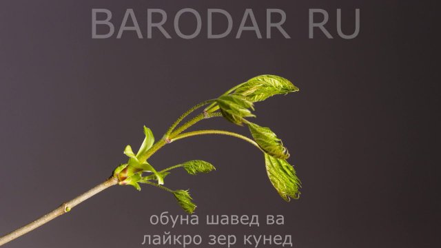ХОЧИ МИРЗО - САВОЛУ ЧАВОБ
