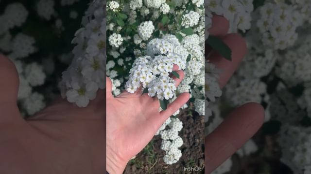 Зефирки