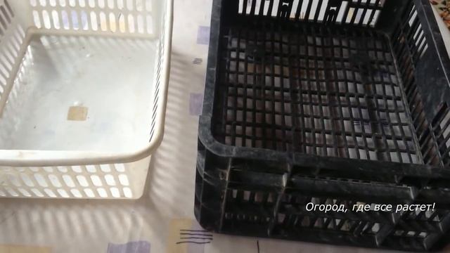 251. Как сохранить МОРКОВЬ и СВЁКЛУ зимой