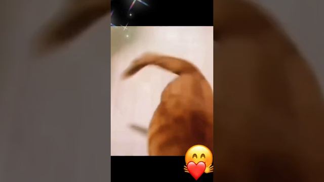 TikTok_7038508863821237506.mp4