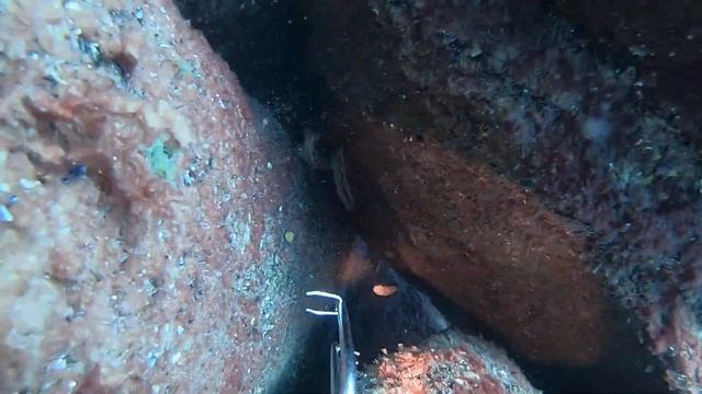 Подводная охота в черном море. КАК ЕСТЬ.