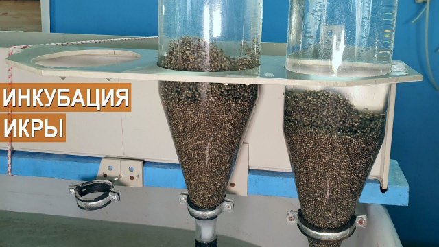 Инкубация икры сибирского осетра. Акваферма Живой осетр