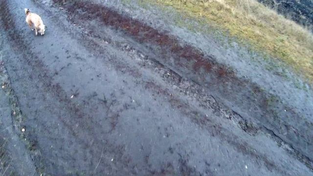 Охота на зайца по чернотропу без собак/Сам себя наказал