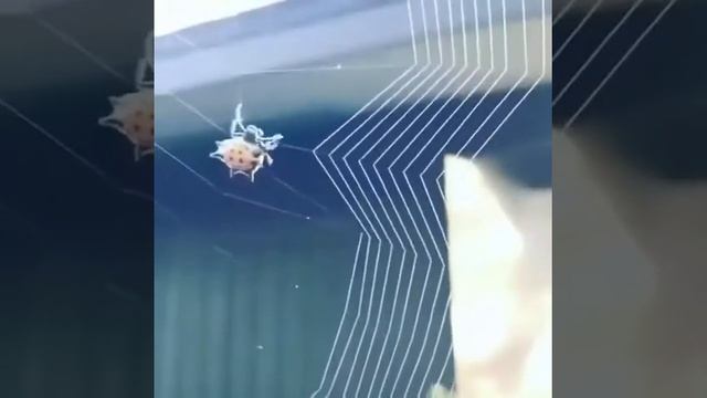 Паук плетёт паутину!!!