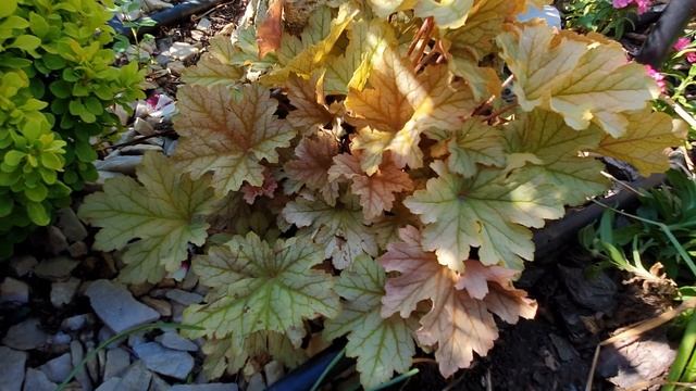 Гейхеры в нашем саду, 1ая часть.