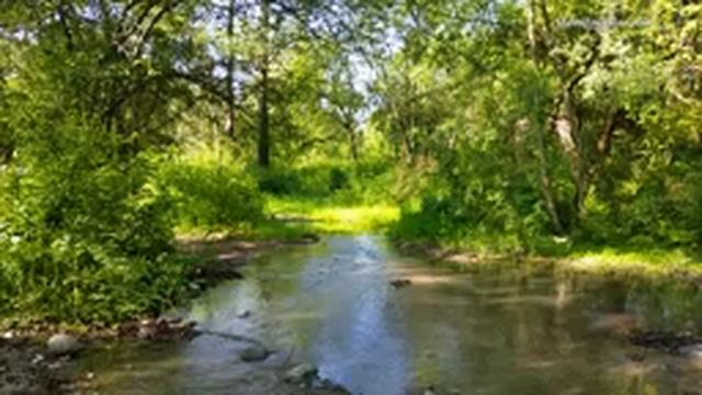 Звуки природы, пение птиц, Звуки Леса, для релаксации, сна, Медитации, Relax 8 часов