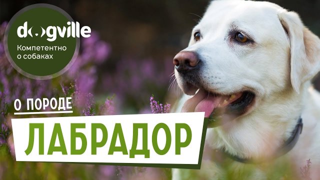 Лабрадор - О породе - Как выбрать щенка Лабрадора