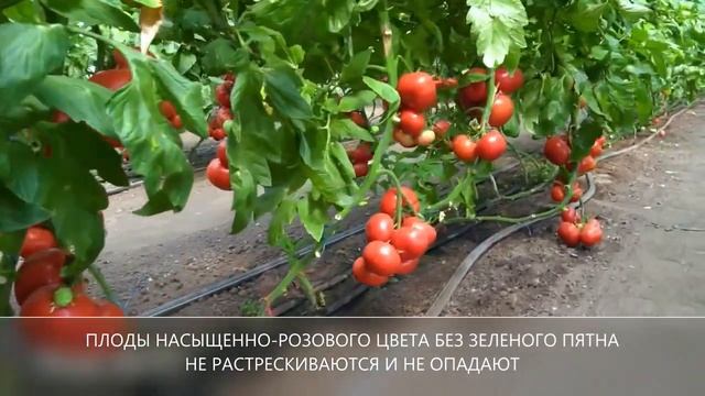 Розовый томат ПИНК АЙДИ F1