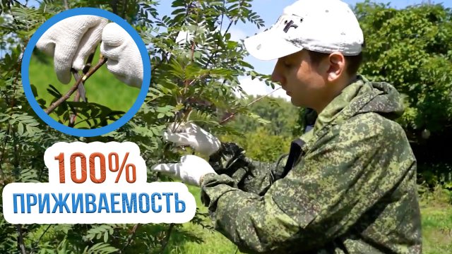 Летняя прививка плодовых деревьев. Как правильно прививать плодовые деревья?