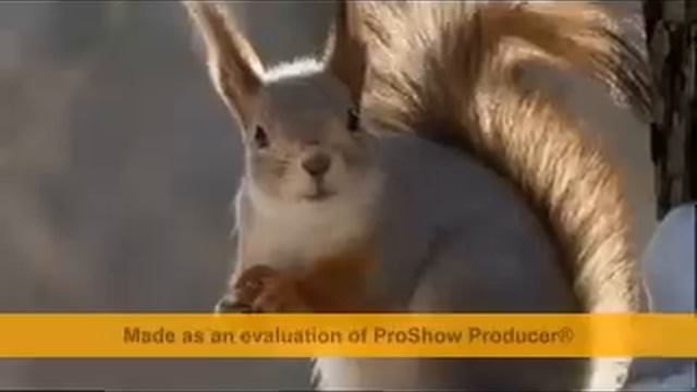 Шура Каретный Му-му